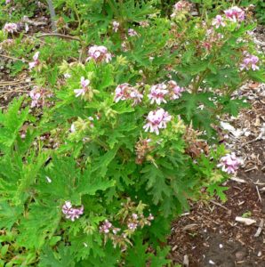 Pelargonium graveolens, Stan Shebs