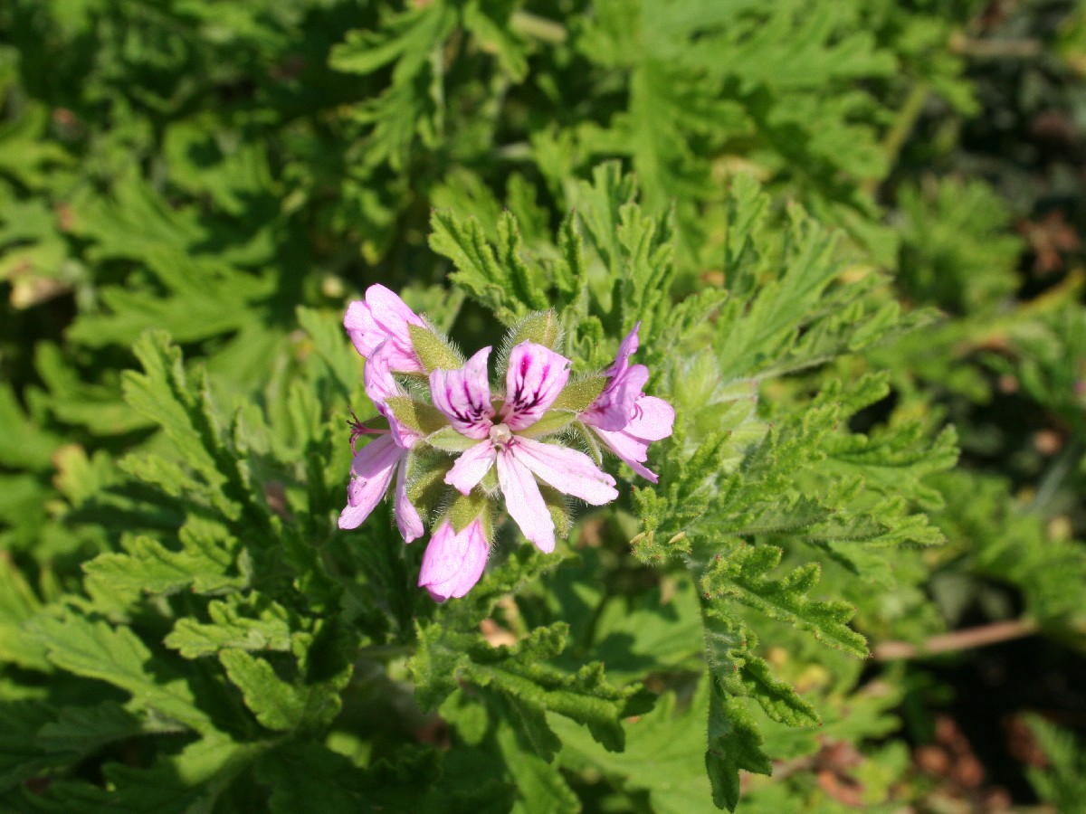 Voňavý muškát /Pelargonium graveolens/