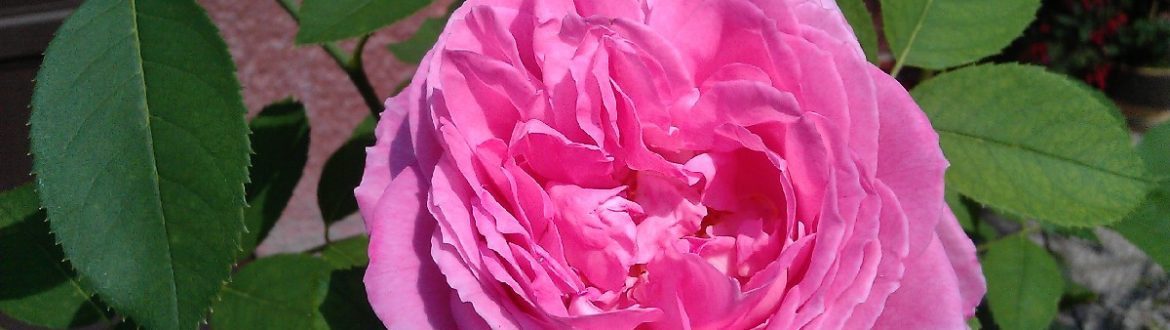 Ruža Mrs. John Laing, historická ruža