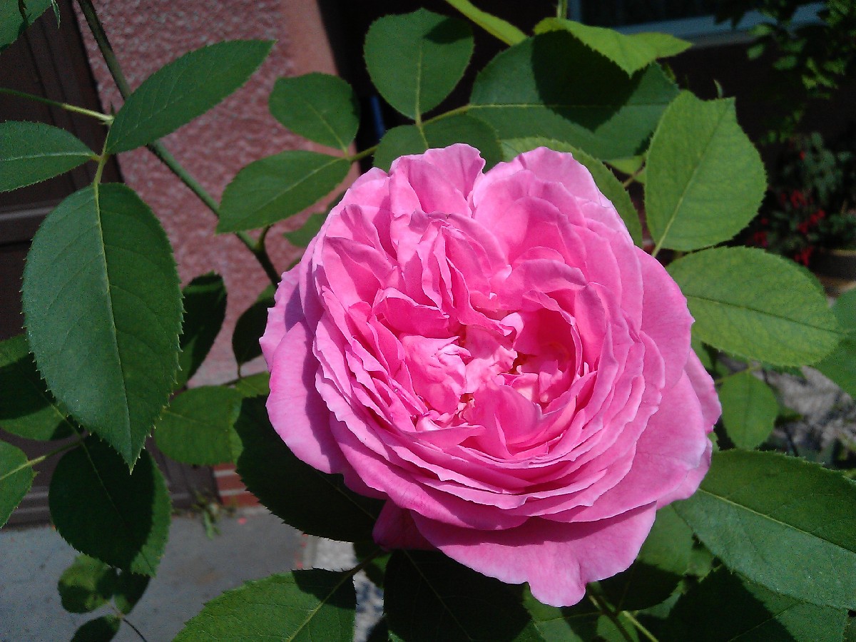 Ruža Mrs. John Laing, historická ruža